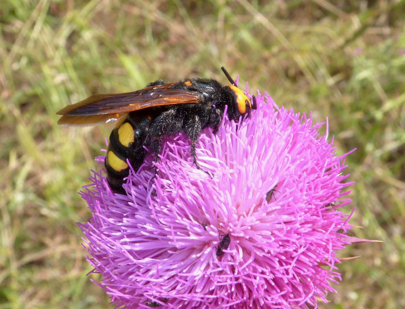 Megascolia maculata flavifrons